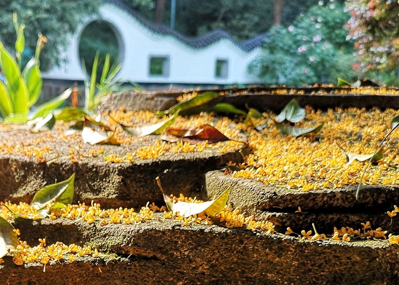 Sweet Osmanthus Rain at Manjuelong Village5